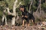 JAGDTERRIER ALLEMAND 067